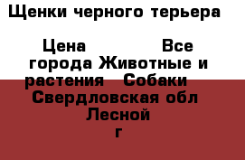 Щенки черного терьера › Цена ­ 35 000 - Все города Животные и растения » Собаки   . Свердловская обл.,Лесной г.